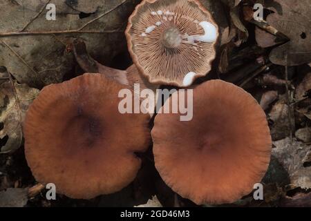 Lactarius rufus, rufous milkcap,  red hot milk cap mushrooms in forest closeup selective focus Stock Photo