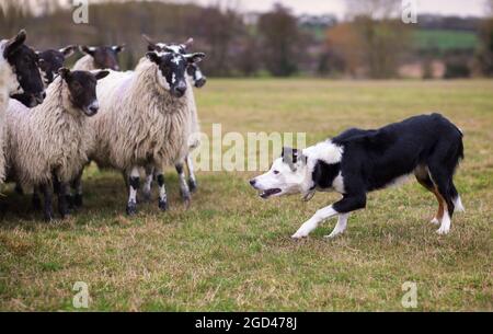 Border collie sheepdog stalking a flock of ewes Stock Photo