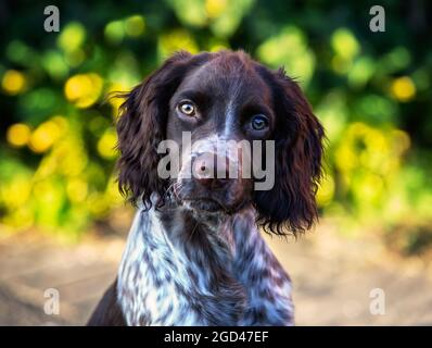 Cute headshot of springer spaniel / cocker spaniel cross puppy. Sprocker Stock Photo