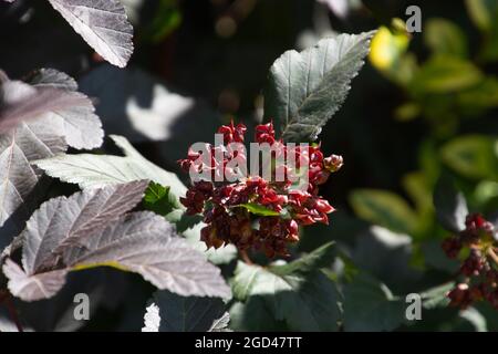 lady in red eastern ninebark shrub with small fruit pods close-up Stock Photo