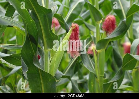 Young sweet corn fruits on the corn field Stock Photo