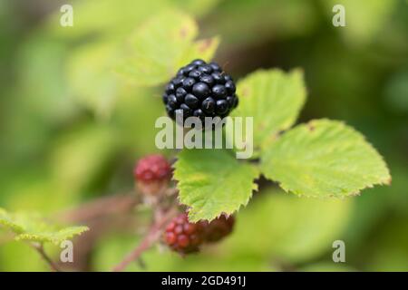 Blackberry at various stages of ripeness in closeup Stock Photo - Alamy