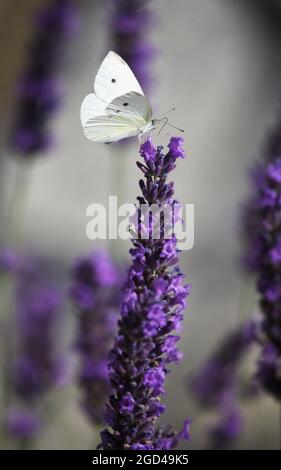 Fragrant lavender with a white butterfly perched on the top Stock Photo