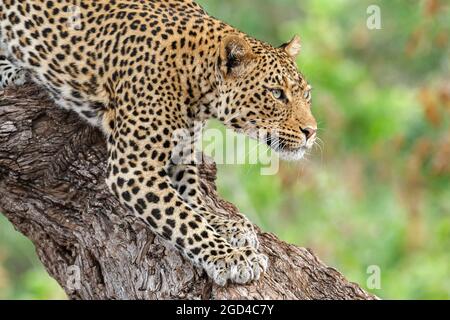 Leopard (Panthera pardus) stretches on tree trunk. Mapungubwe National Park, Botswana, Africa Stock Photo