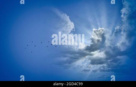 CONCEPT PHOTOGRAPHY: Flock of birds flying toward sun Stock Photo