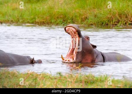Hippo, Hippopotamus amphibius, mouth wide open. Okavango Delta, Botswana, Africa