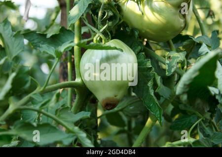 Blossom end rot. Damaged fruit on the bush. Disease of tomatoes. The green tomato close-up. Crop problems Stock Photo