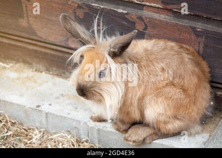 A brown cute domestic Lionhead rabbit resting outdoor Stock Photo