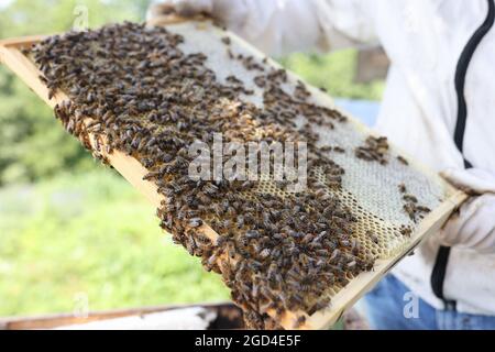 Man is holding many bees on combs in hands closeup Stock Photo