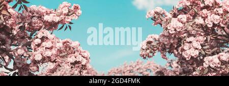 3d rendering of japanese cherry blossom in front of blue sky. Selective focus Stock Photo