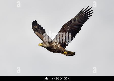 Young Bald eagle flyover Stock Photo