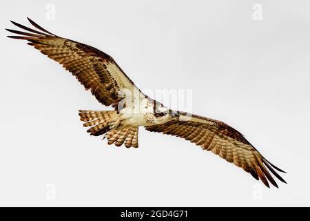 Osprey Stock Photo