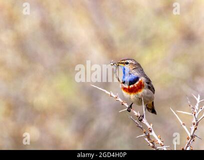 White-spotted Bluethroat (Luscinia svecica cyanecula). Adult male perched with caterpillar Stock Photo
