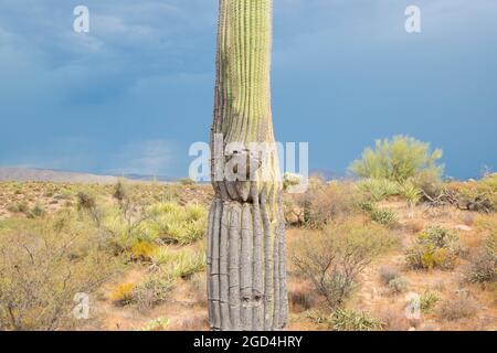A moody, stormy weather pattern settles over Saguaro cactus in Tonto National Forest park near Phoenix, Arizona. Stock Photo