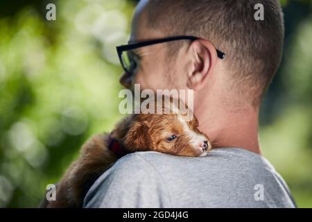Man holding cute puppy on shoulder. Nova Scotia Duck Tolling Retriever looking at camera Stock Photo