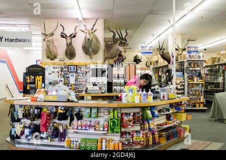 A cashier at a local sporting goods store with many dead, stuffed, mounted taxidermy game animal heads from hunting. In fairbanks, Alaska. Stock Photo