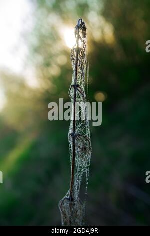 Morning in the meadows, cobwebs covered with dew, the rising sun in the background, View from the cobwebs profile Stock Photo