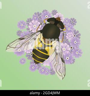 A vector illustration of a common drone fly or an eristalis tenax on a purple flower. The background is a soft green gradient. Stock Vector