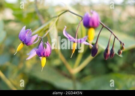 Macro close-up of Climbing Nightshade flowers (Solanum dulcamara), also known as Bittersweet or Bitter Nightshade, in the evening light at sunset Stock Photo