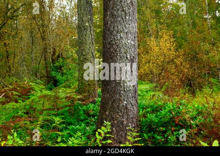 a exterior picture of an Pacific Northwest forest with conifer trees Stock Photo