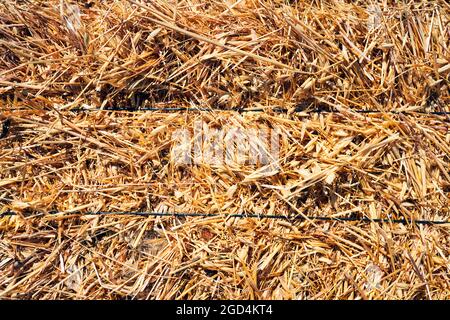 Bale of hay stack on a rural agricultural field. Overhead close up view. Stock Photo