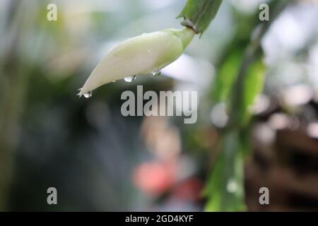 Shallow focus shot of a white flower bud with water droplets Stock Photo