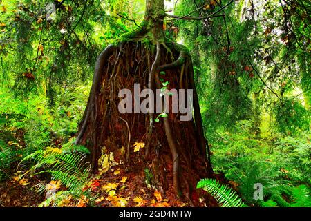 a exterior picture of an Pacific Northwest forest with Western red cedars trees Stock Photo