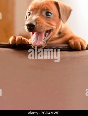 Portrait of a funny puppy. A charming little dog. Baby. Mini pinscher. A cute pet. A lovely animal. Stock Photo