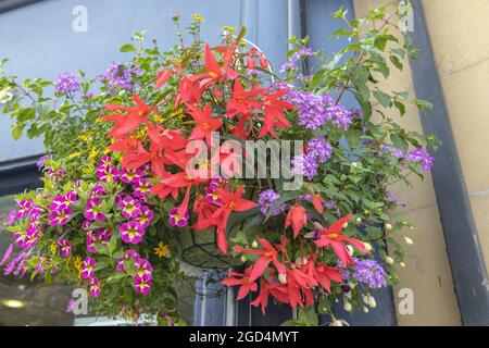 Mixed red, purple, orange and pink flowers eye-catching outdoors hanging flower basket. Stock Photo