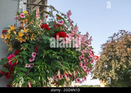 Mixed red, purple, orange and pink flowers eye-catching outdoors hanging flower basket. Stock Photo