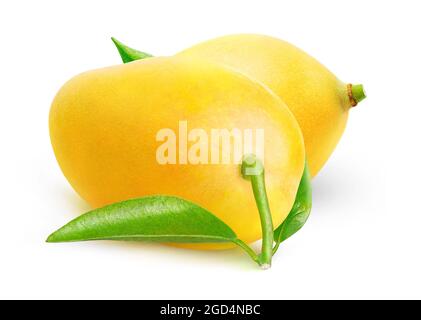 Two Thai yellow mango fruits with leaf isolated on white background Stock Photo