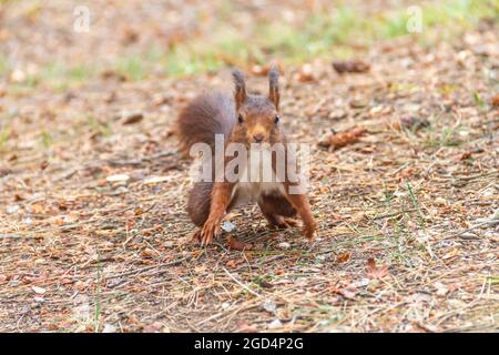 Red squirrel in the forest looking at camera and preparing to jump forward Stock Photo
