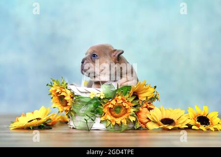Tiny French Bulldog dog puppy in white basket with sunflowers in front of blue wall Stock Photo