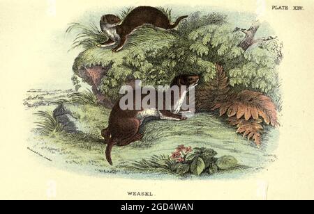 British Mustelidae Weasels Stock Photo - Alamy