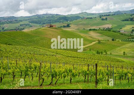 Rural landscape in Monferrato, Unesco World Heritage Site. Vineyard near Mombaruzzo, Asti province, Piedmont, Italy Stock Photo