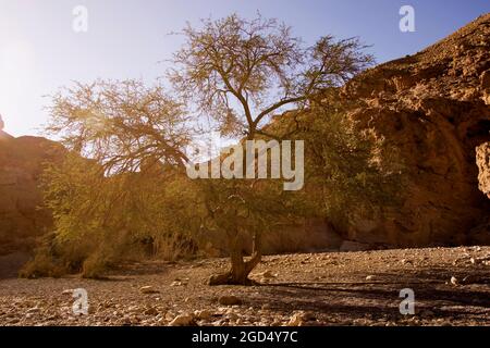 Red Canyon, Desert Landscape. Lone Acacia tree surviving in the arid landscape Stock Photo