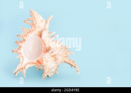 Single Large White seashell on blue background with copy space Stock Photo