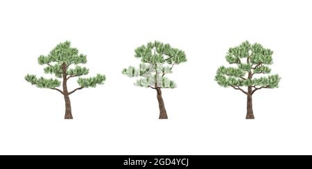 Bonsai pine isolated on white background - 3d render Stock Photo