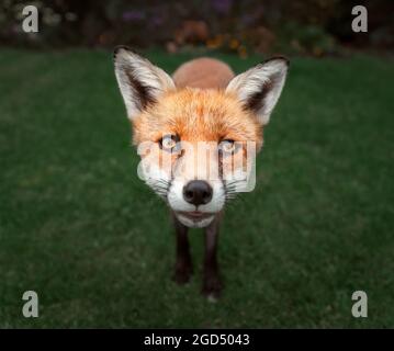 Portrait of a red fox (Vulpes vulpes) standing on green grass. Stock Photo