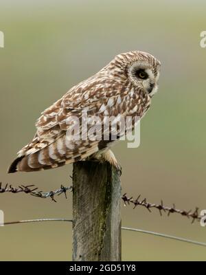 Short Eared Owl (Asio flammeus) perched on wooden post, North Uist, Outer Hebrides, Scotland