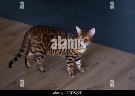 Portrait of a bengal cat, close up. Cat in the home interior Stock Photo