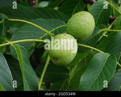 two unripe walnuts in the shell hanging from a walnut tree, with green leaves Stock Photo
