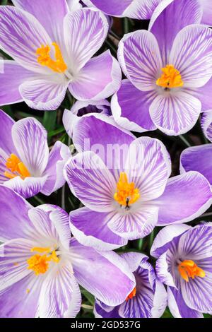 botany, crocus in the spring, NO-EXCLUSIVE-USE FOR FOLDING-CARD-GREETING-CARD-POSTCARD-USE Stock Photo