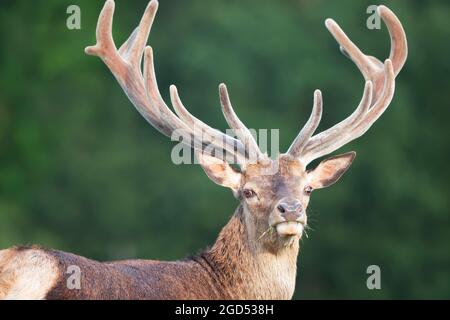 Portrait of a red deer stag with large velvet antlers in summer, United Kingdom. Stock Photo