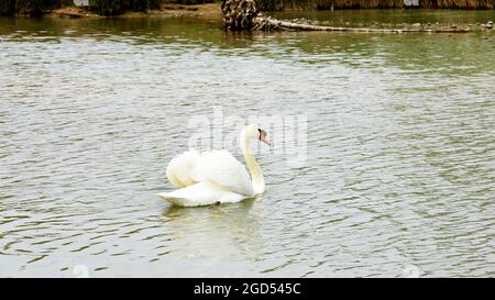 Duck on the bank of the river Foix in the Cubelles fluvial park in Barcelona, Catalunya, Spain, Europe Stock Photo