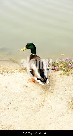 Duck on the bank of the river Foix in the Cubelles fluvial park in Barcelona, Catalunya, Spain, Europe Stock Photo