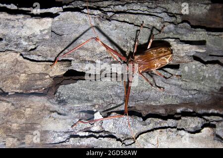 Long-horned beetle (Family Cerambycidae) in rainforest, Peru Stock ...
