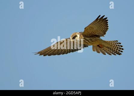 Red footed falcon (falco vespertinus) in flight with a blue sky background. This bird of prey is found in eastern Europe and Asia, but has become a ne Stock Photo