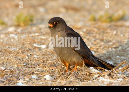 Red footed falcon (falco vespertinus) male standing. This bird of prey is found in eastern Europe and Asia, but has become a near-threatened species ( Stock Photo