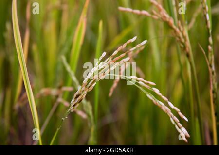 Rice stalk closeup photographed in a rice paddy in India Stock Photo